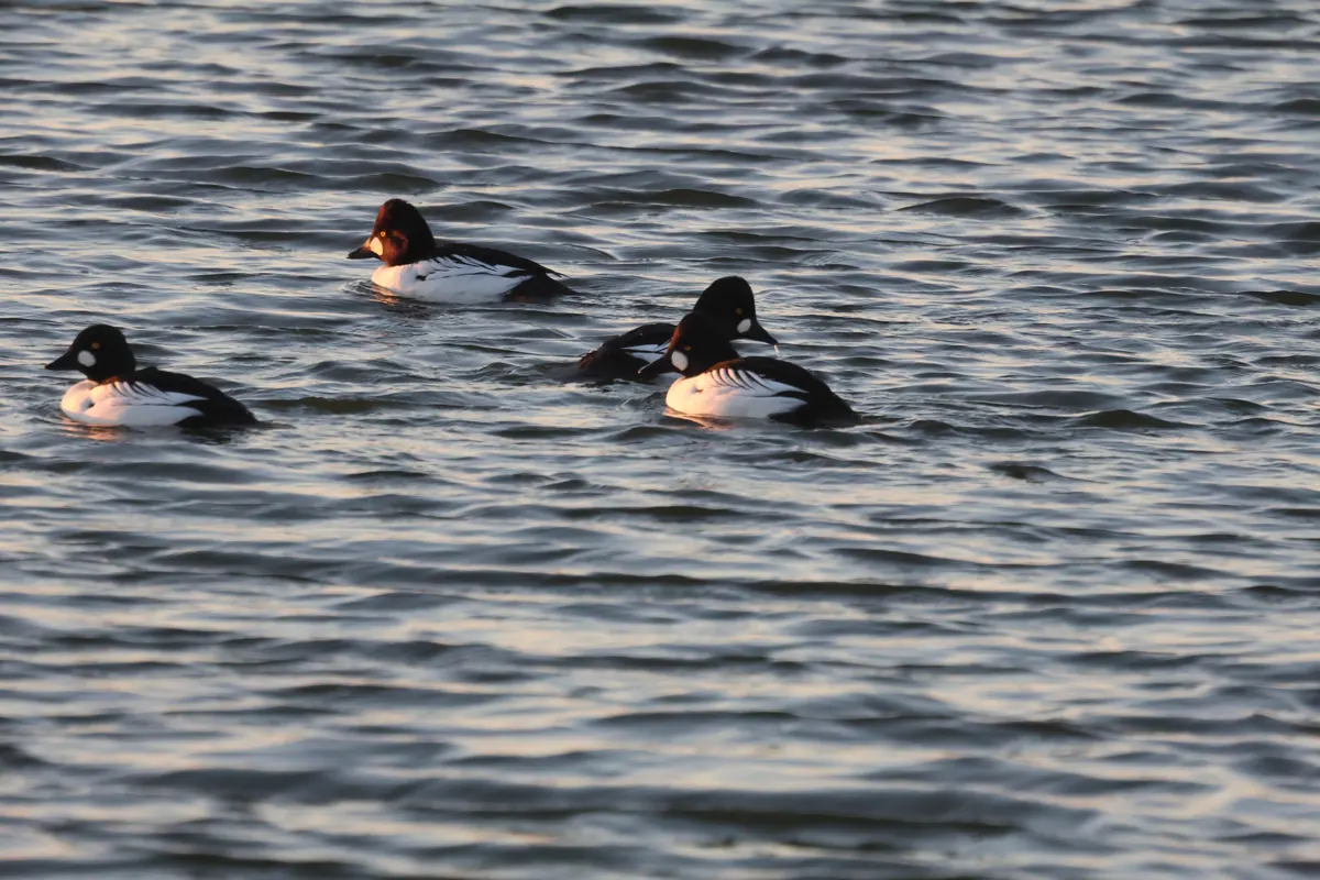 Several common goldeneye ducks, white-bodied males with dark heads and a round white face spot, swimming on rippled open water