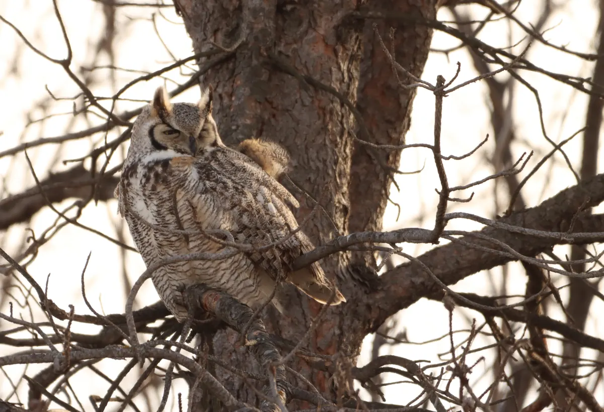 A great horned owl with ear tufts perches on a branch among bare twigs in dusk light.