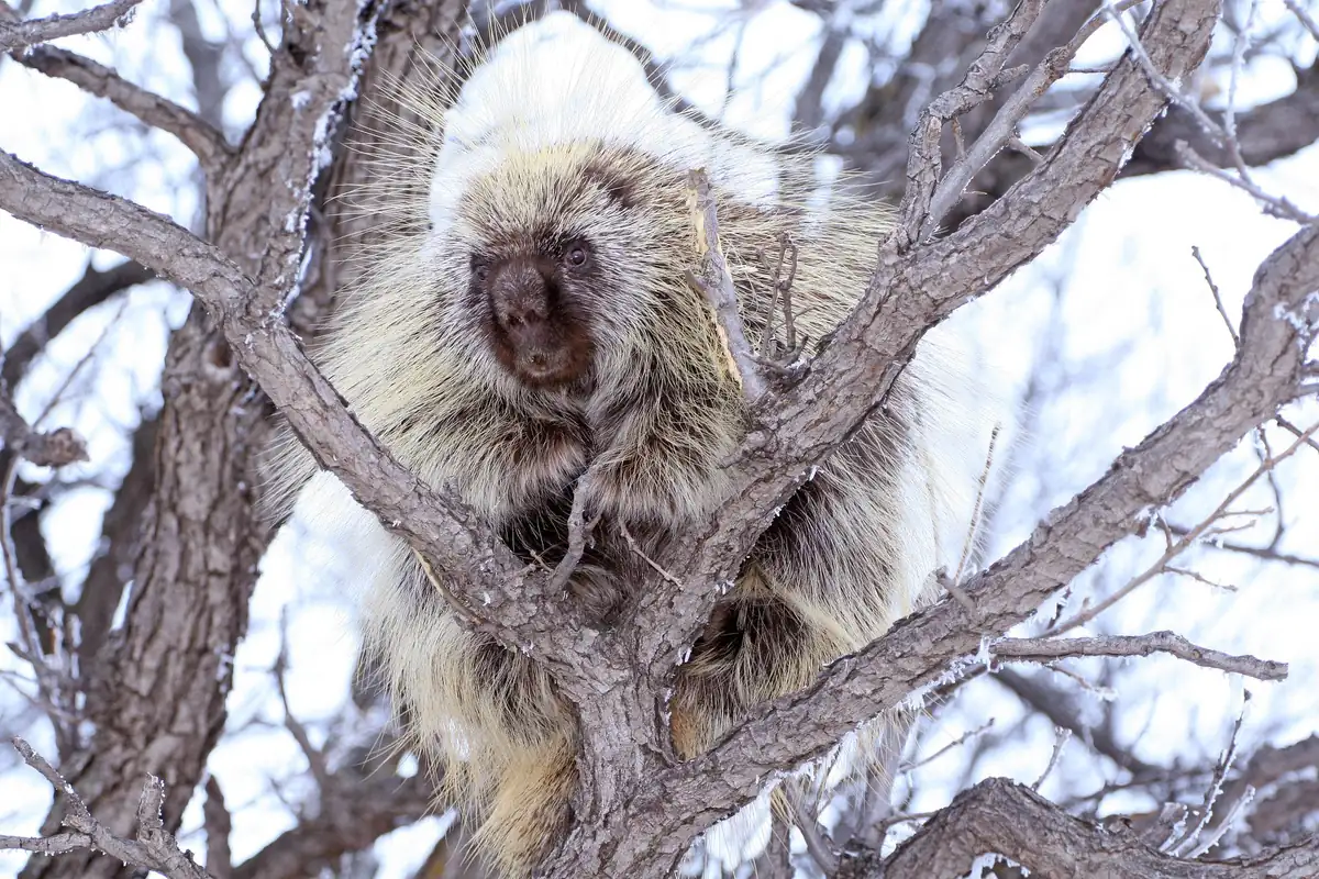 A shaggy porcupine with pale quills and a dark face sits in the fork of a frosted bare tree.