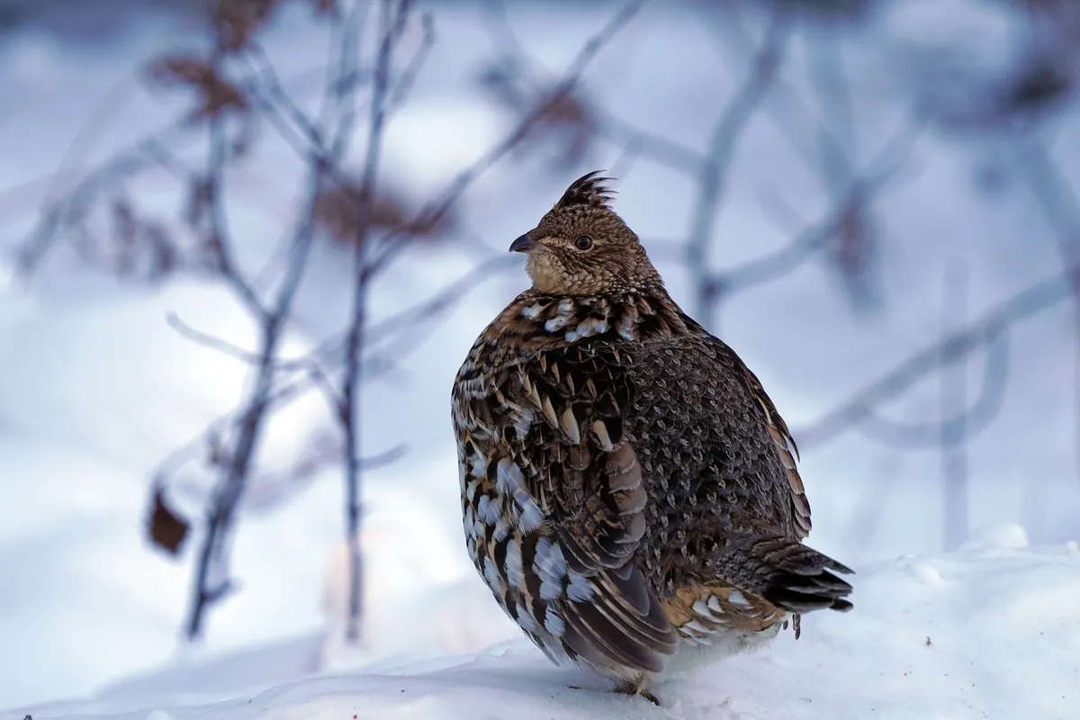 A puffed-up ruffed grouse with a small crest stands on deep snow against a blurred background of twigs.