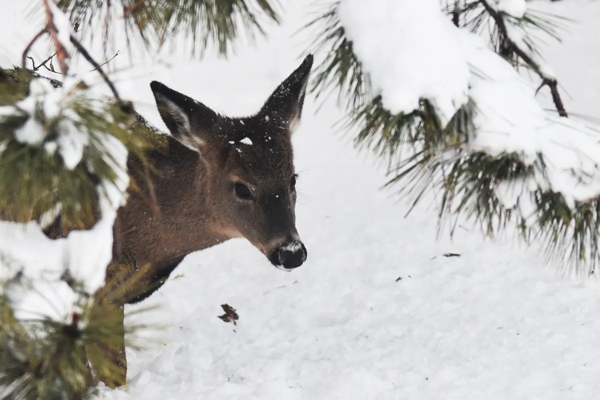 A white-tailed deer peering out from under snow-laden pine boughs, with snow on its nose