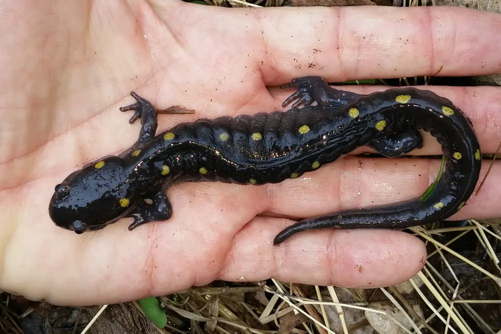 A black salamander with yellow spots along its back and tail held in an open palm over dry grass