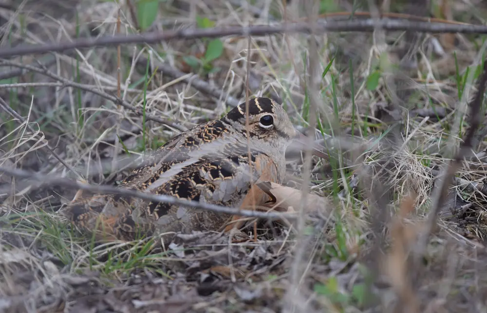 A well-camouflaged American woodcock with a banded head sitting low among dry grass and twigs