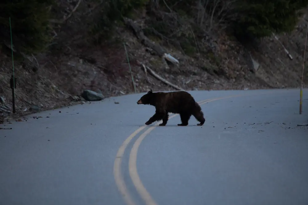 A dark black bear crossing an empty paved road below a bare brown slope at dusk