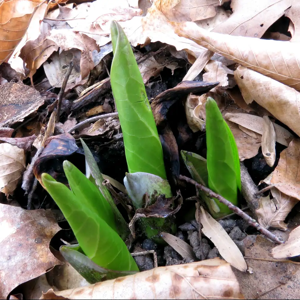 Pale green skunk cabbage shoots pushing up through brown fallen leaves on bare ground