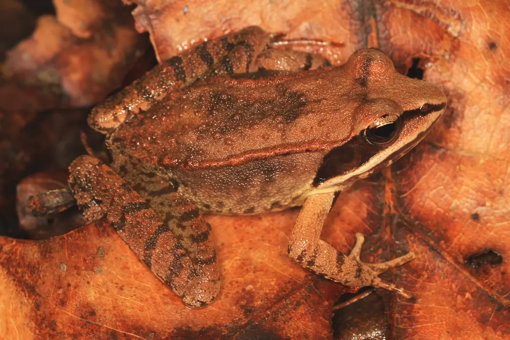 A reddish-brown wood frog with a dark eye mask resting on dry fallen leaves