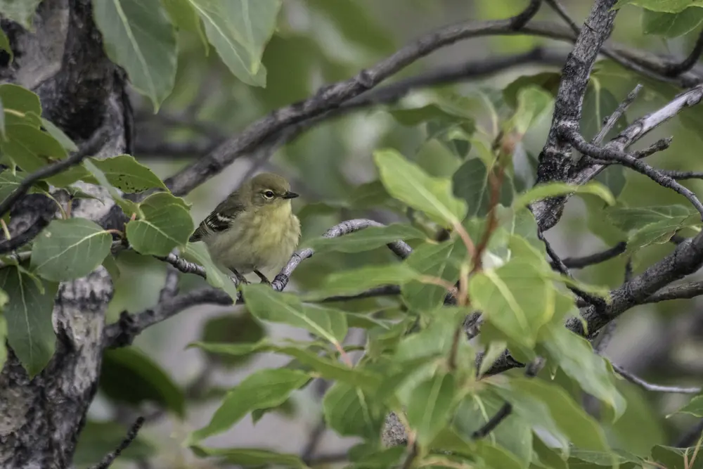 A blackpoll warbler with a black cap, white cheek and streaked back perched on a branch