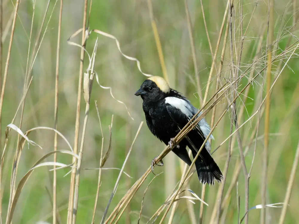 A male bobolink perched on a grass stem in a field, with a black body, white back and pale yellow patch on the nape