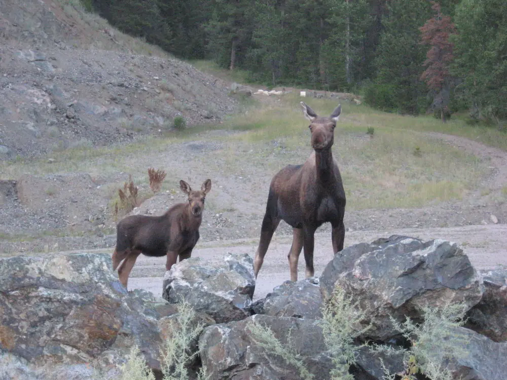 A cow moose with a young calf standing beside her in a mountain meadow