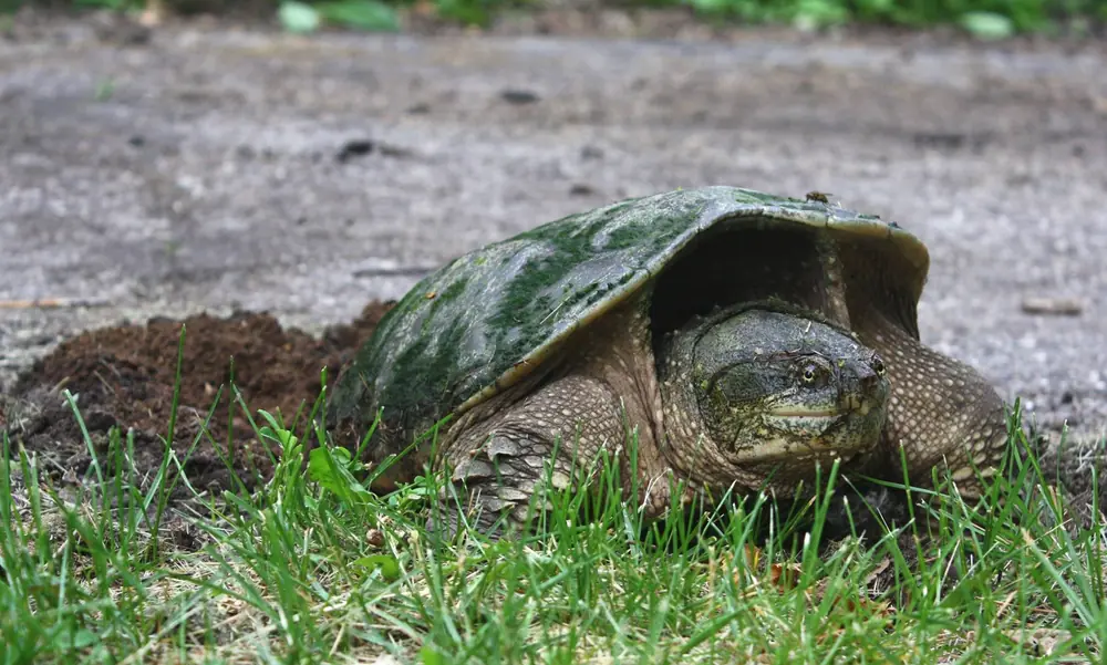 A snapping turtle on bare ground at the edge of a field, digging a nest hole