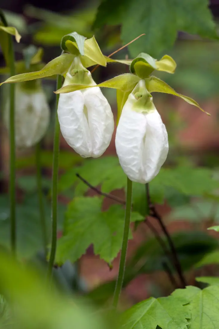 Pale pouch-shaped lady's slipper orchids stand among green leaves in a Vermont woodland.