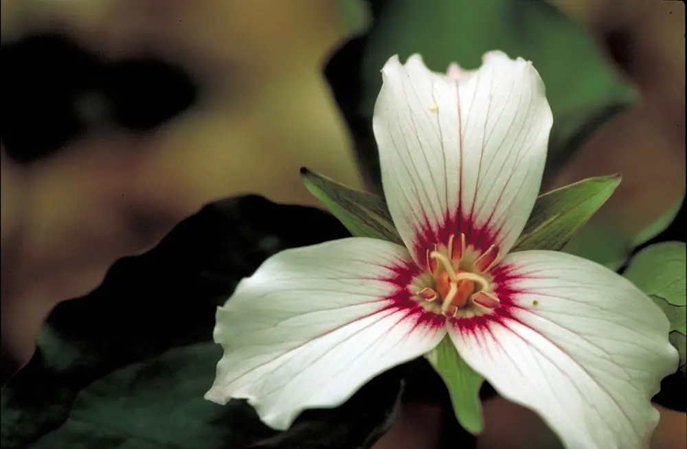 A close view of a white painted trillium flower with a red V-shaped marking at the center of each petal, above three green leaves