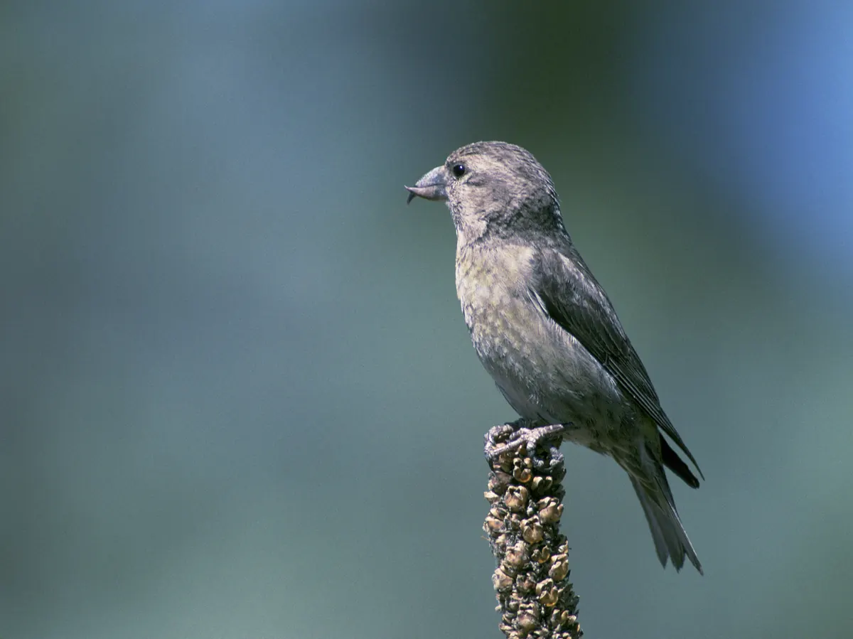A gray-olive female red crossbill, its bill tips visibly crossed, perched on a dry seed stalk.