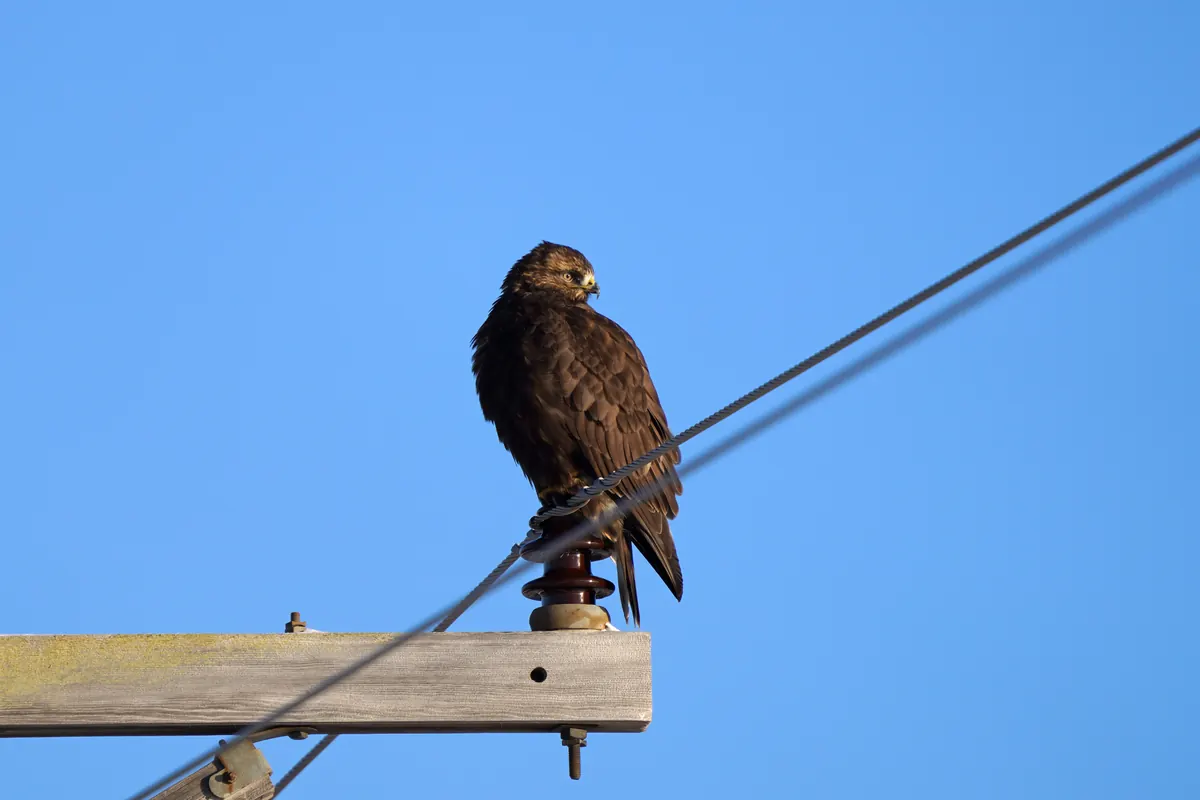 A dark-plumaged rough-legged hawk perched on top of a utility pole against a clear blue sky.