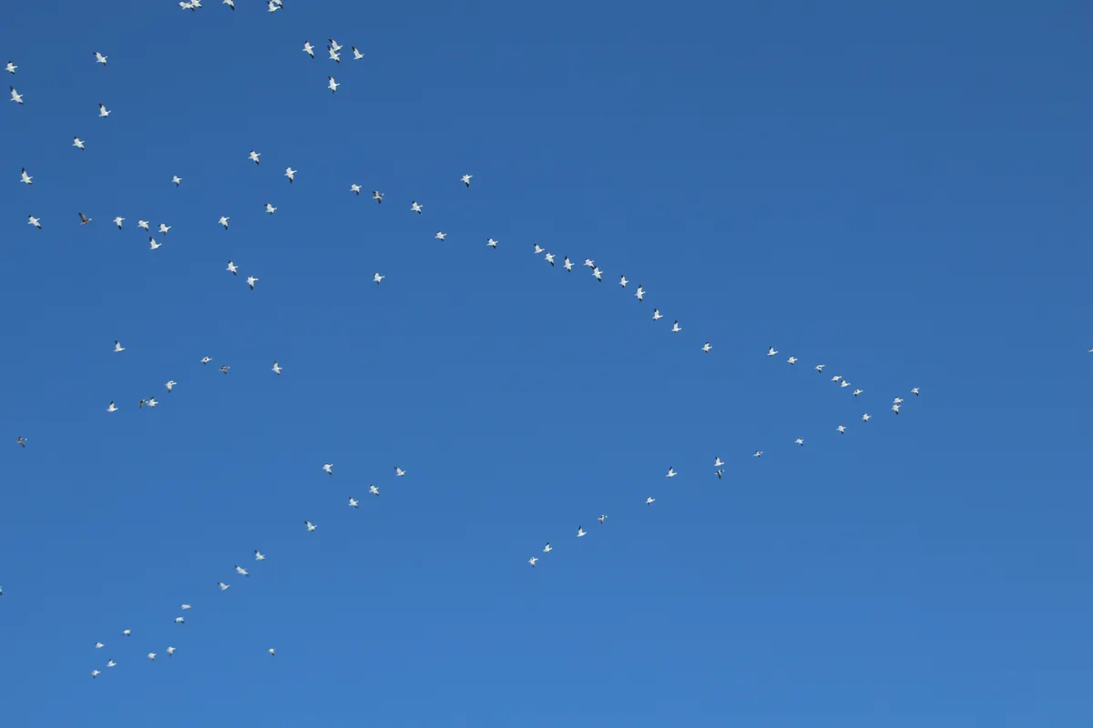 A large flock of white snow geese with black wingtips lifting off together against the sky.