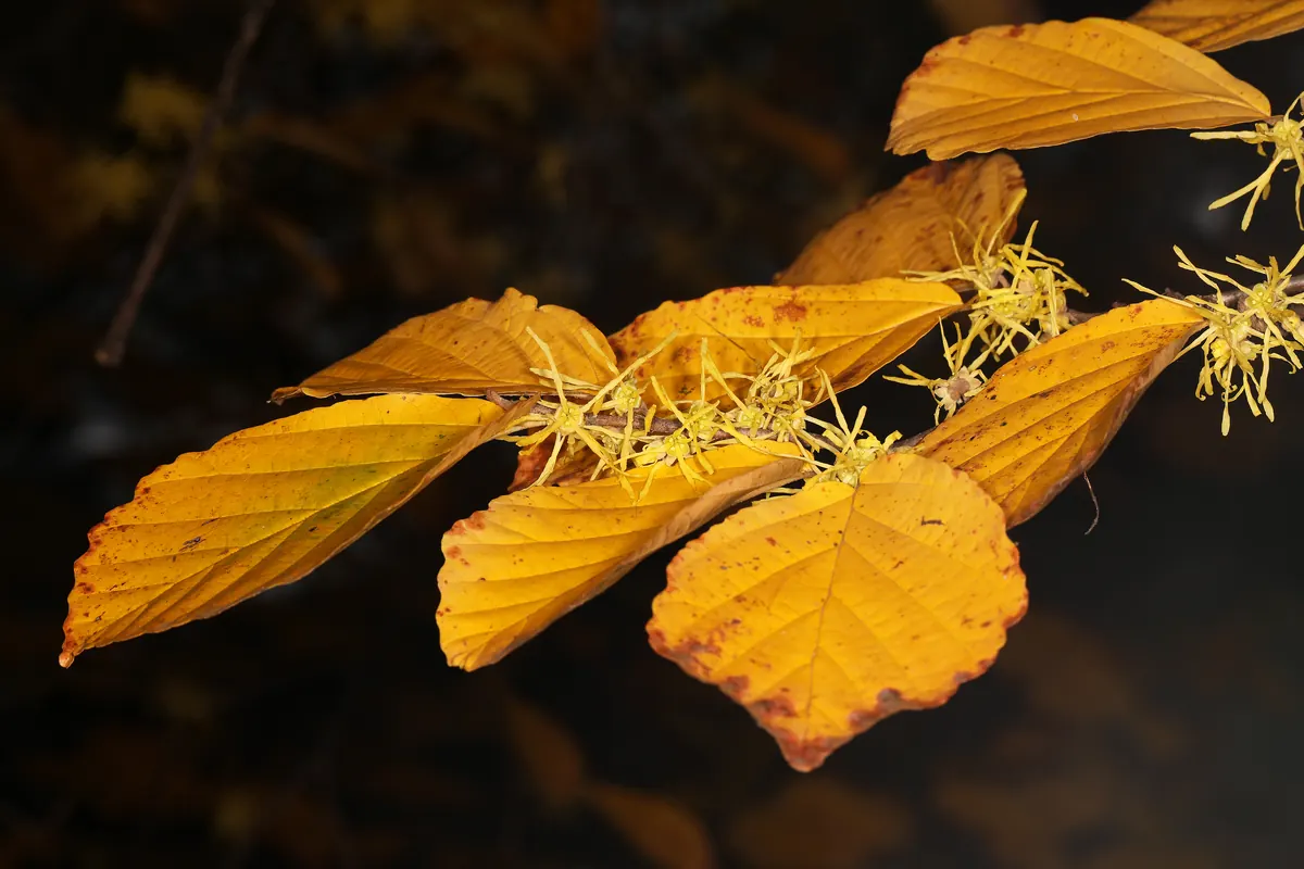 Spidery yellow witch hazel flowers with thin, ribbon-like petals clustered along a bare twig.