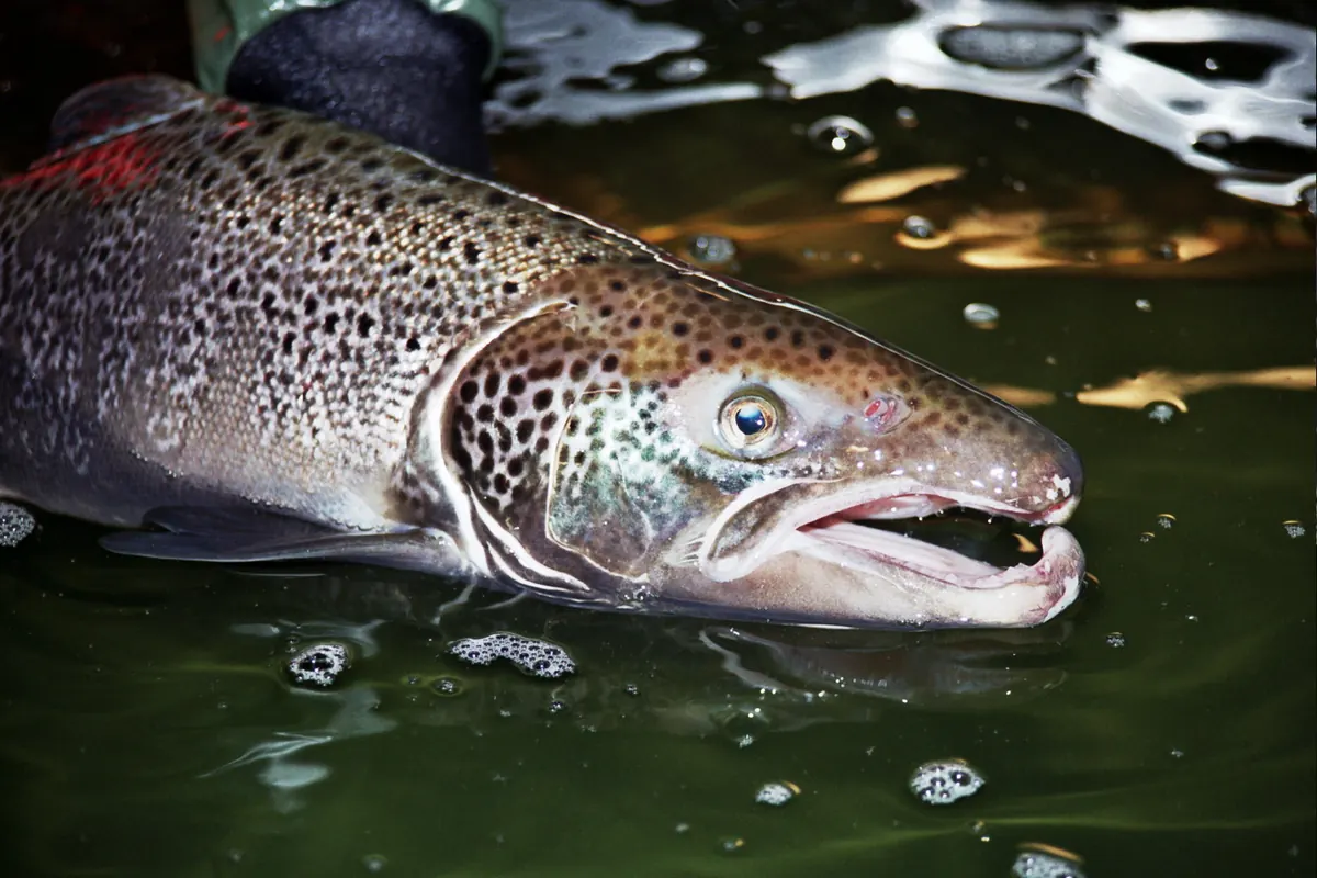 Close view of a male Atlantic salmon with the hooked lower jaw that males grow at spawning time.