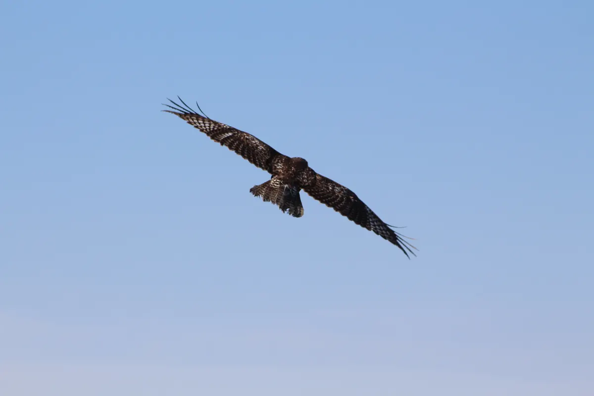 A young red-tailed hawk soaring with wings spread, its banded brown tail and pale underside visible from below.