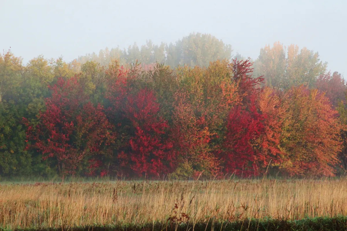 Red, orange and yellow autumn trees around the refuge office grounds at Missisquoi National Wildlife Refuge in Swanton, Vermont.