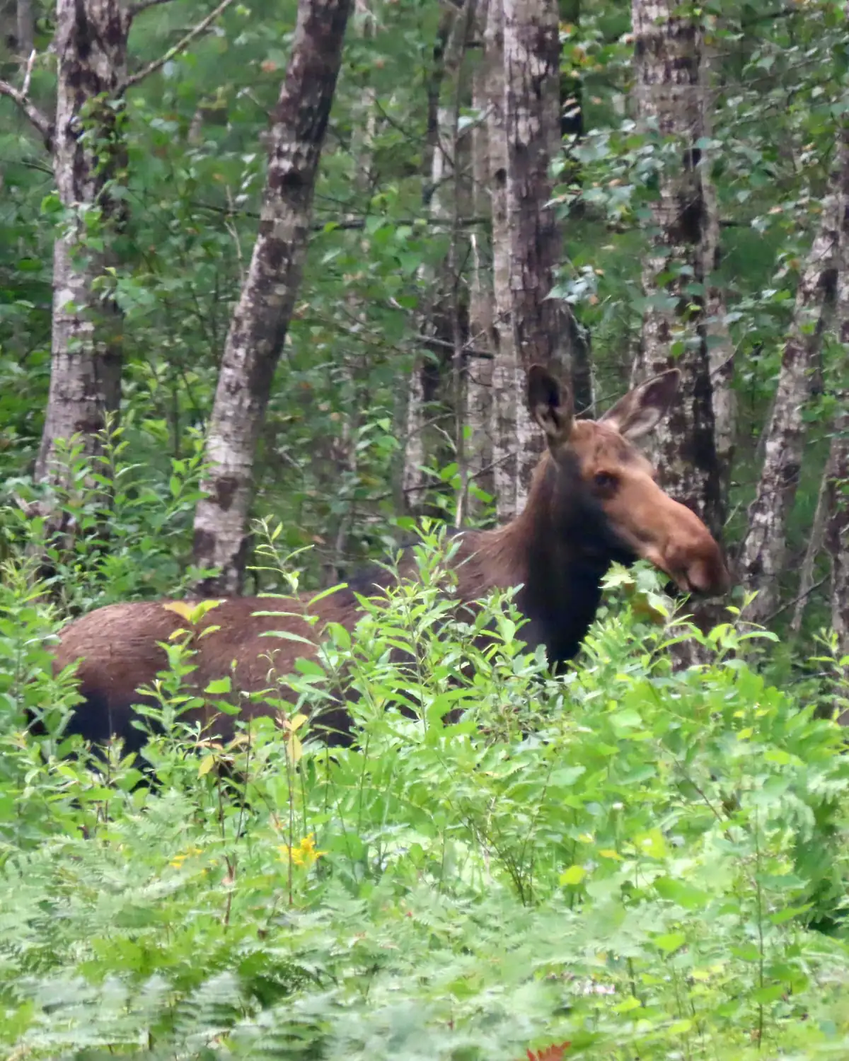 A cow moose standing among green shrubs and trees at the edge of a forest.