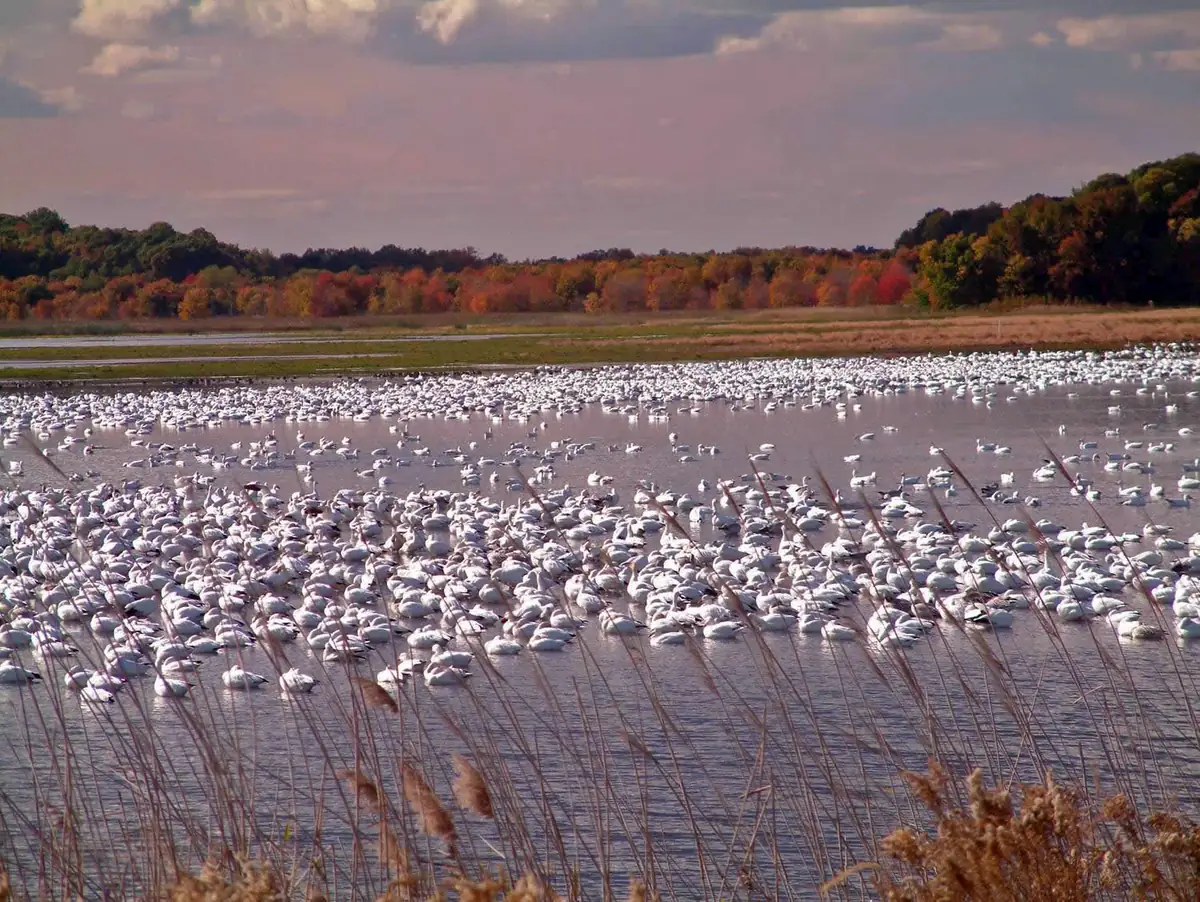 A dense flock of white snow geese with black wingtips resting and feeding on a marsh.