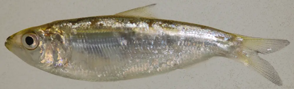 A silvery juvenile American shad with a dark eye and forked tail photographed from the side against a pale background.