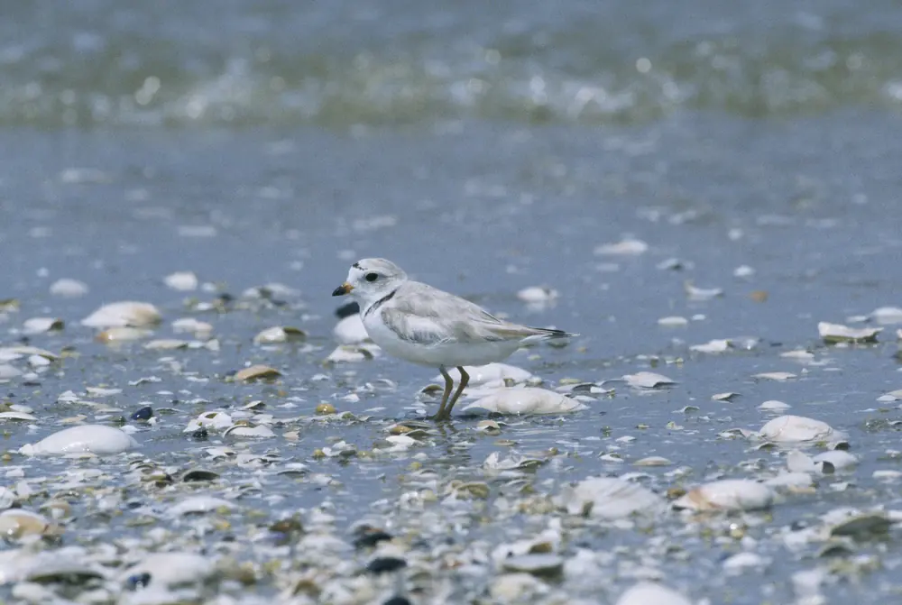 A small pale piping plover with a thin dark neck band standing on wet sand strewn with shells.