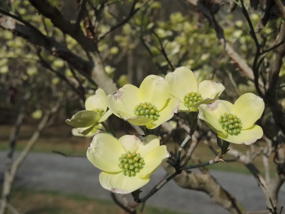 Cream-white flowering dogwood blooms with greenish centers on bare branches beside a park road.
