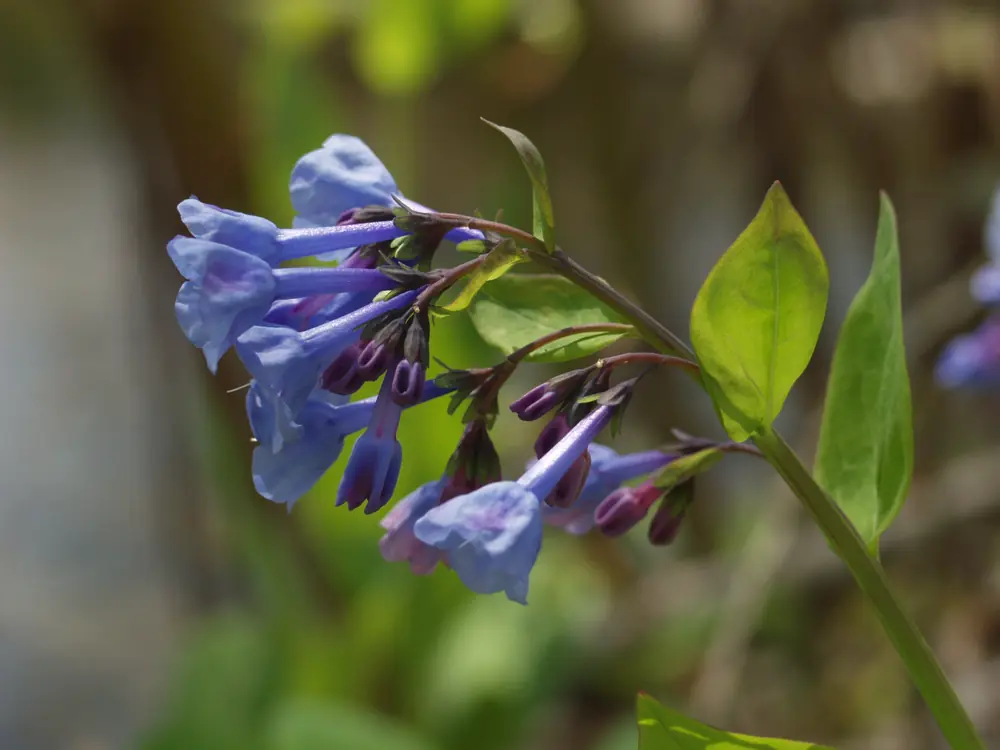 A drooping cluster of sky-blue Virginia bluebell flowers and purple buds on a leafy stem beside a stream.