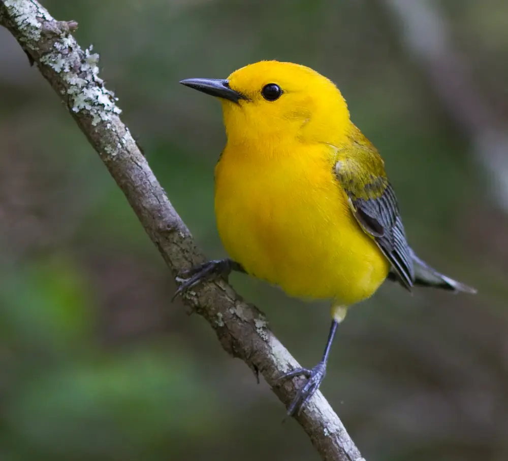 A bright yellow prothonotary warbler with gray-blue wings perched on a lichen-covered branch.