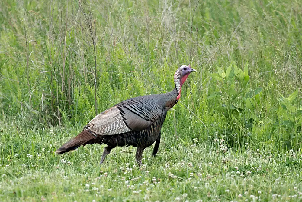 A wild turkey with a bare blue-and-red head walking through green grass and clover.