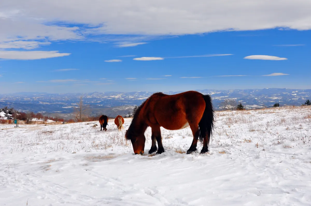 A shaggy brown pony grazing through snow on an open mountain bald, with two more ponies and snowy ridges behind under a blue sky
