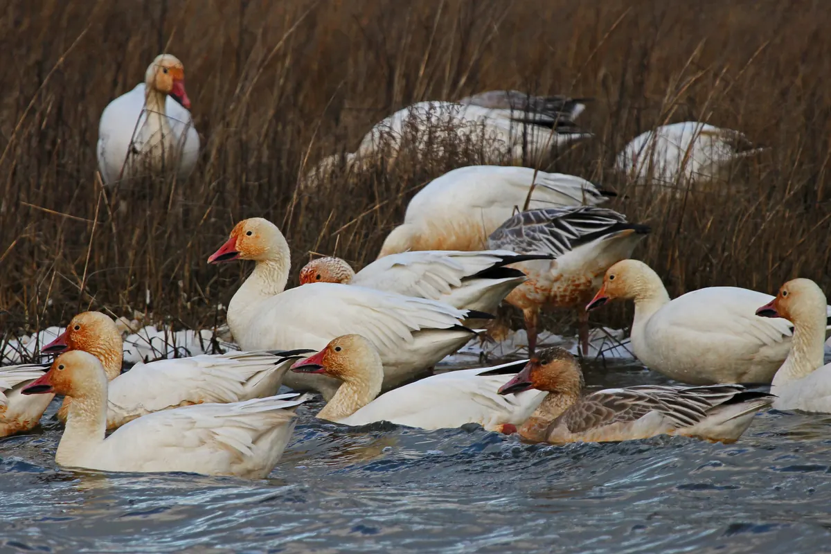 A flock of white snow geese, some with rust-stained heads and a few gray juveniles, swimming and resting in a marsh with patches of snow