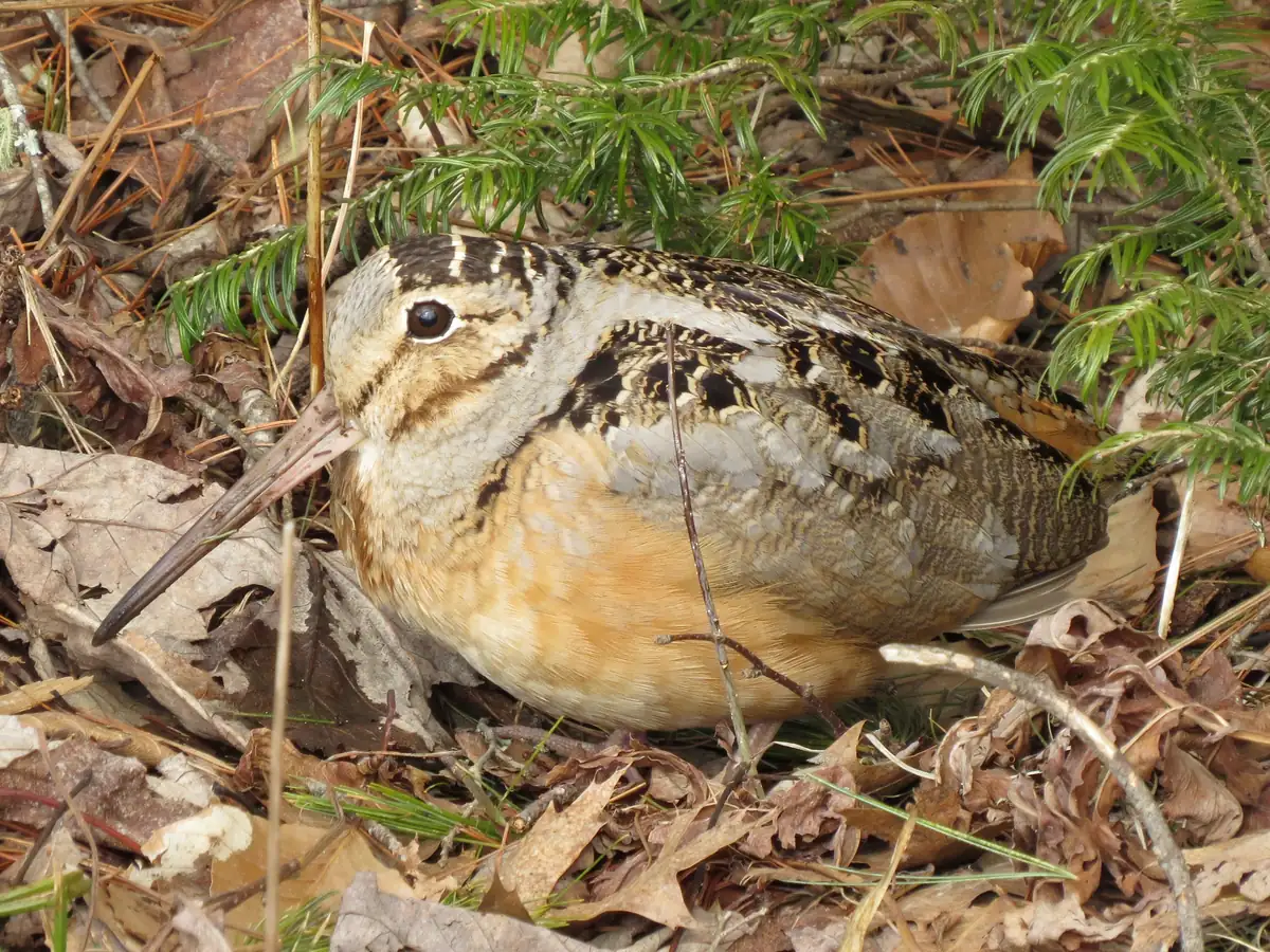 A plump American woodcock with a long straight bill and mottled brown, gray and buff plumage resting among dry leaves and pine twigs.