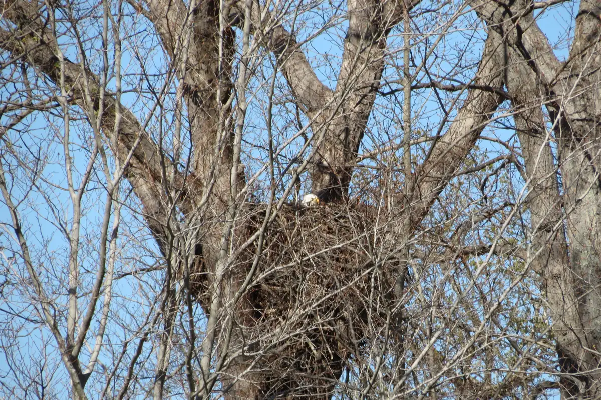 A large stick nest in the fork of a bare tree against a blue sky, with the white head of a bald eagle just visible above the rim.