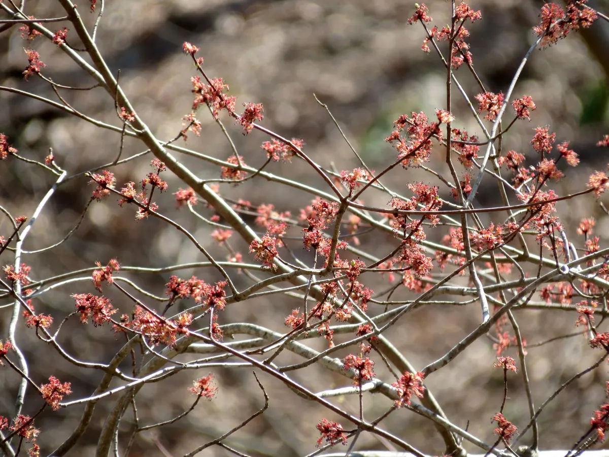 Bare gray red maple branches covered in clusters of small red flowers before any leaves have opened.