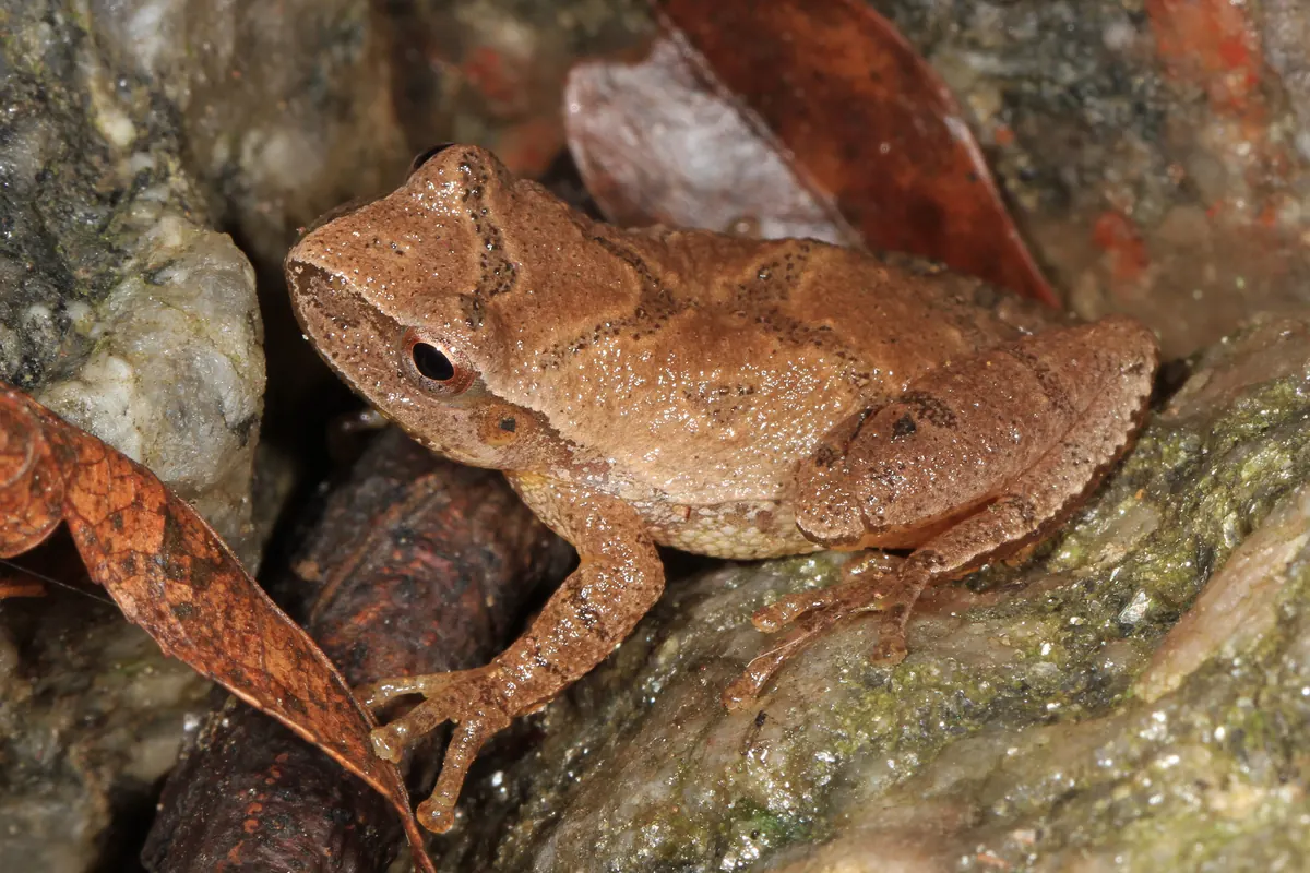 A small tan spring peeper with a faint dark X on its back sitting on a mossy rock beside dead brown leaves.