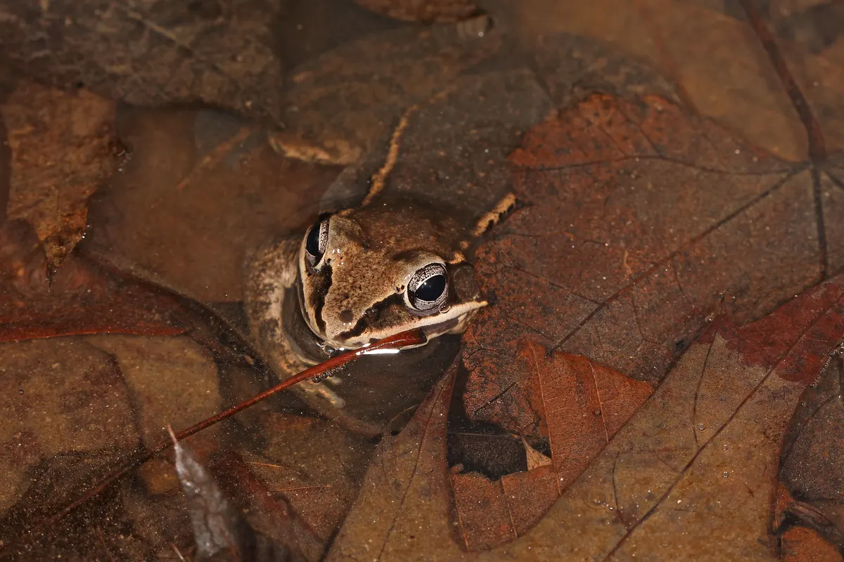 A brown wood frog with a dark eye mask floating among wet fallen oak leaves in a shallow pool, only its head above the water.