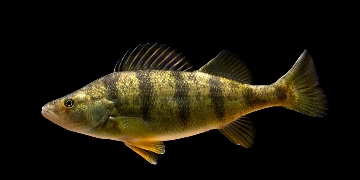 A yellow perch with dark vertical bars along a greenish-gold body and orange lower fins, shown against a black background.