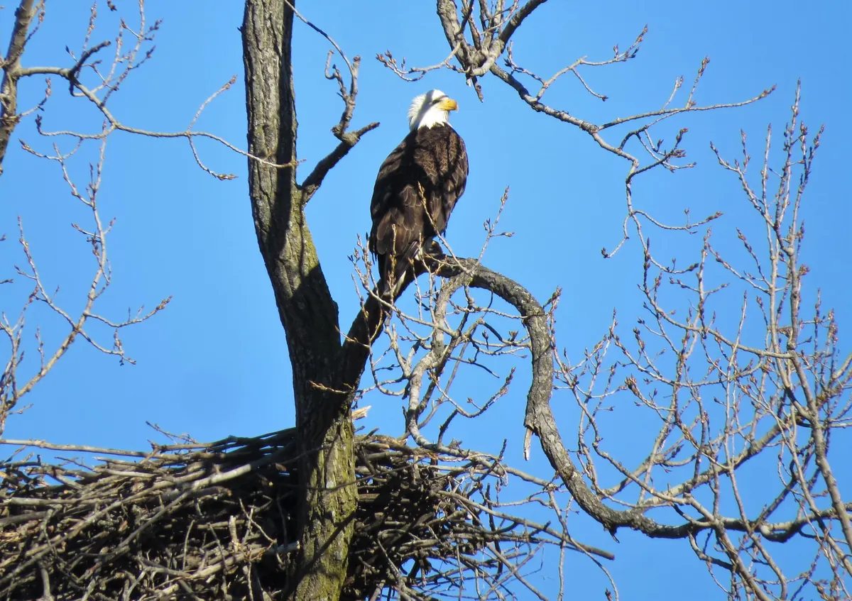 An adult bald eagle perched on a bare branch above a large stick nest against a clear blue winter sky.