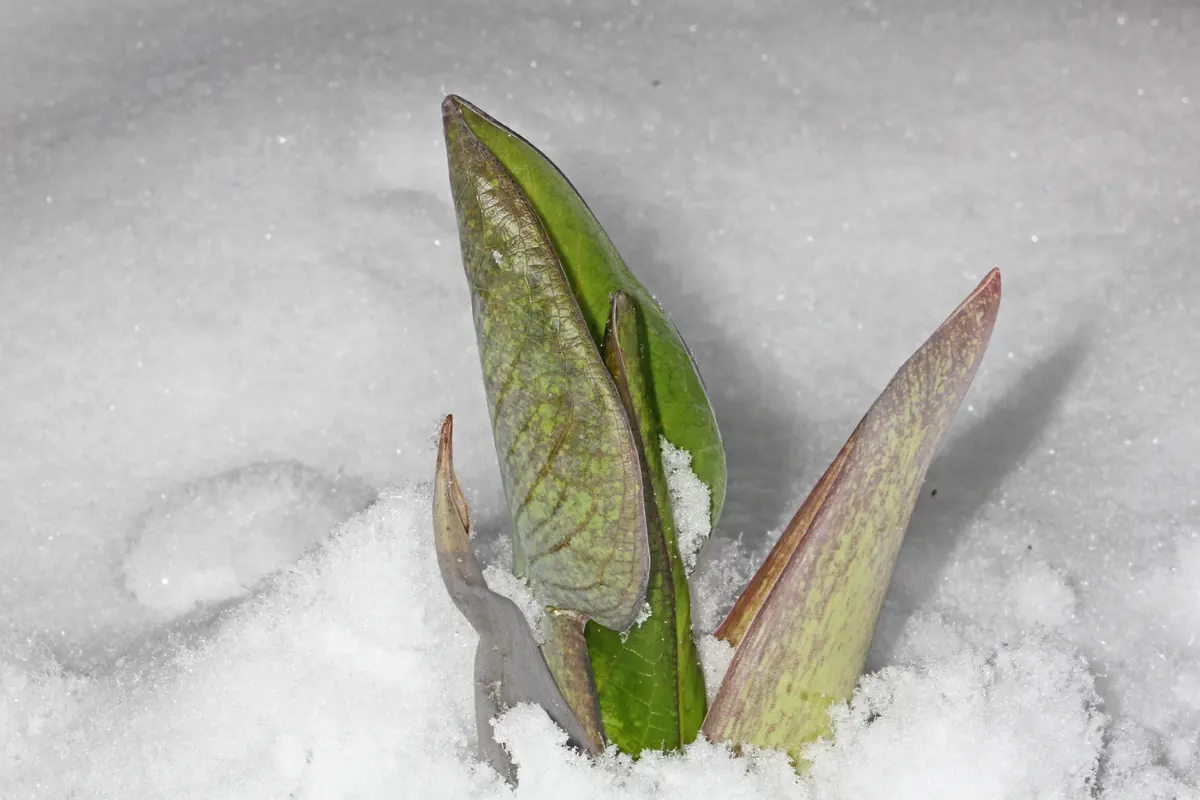 Mottled green and maroon pointed hoods of skunk cabbage pushing up through fresh snow.