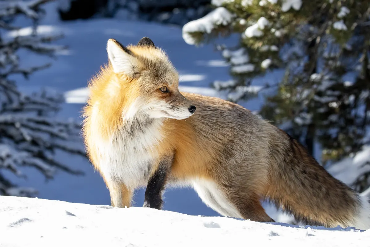 A red fox with a thick orange and gray winter coat standing in snow with dark conifers behind it.