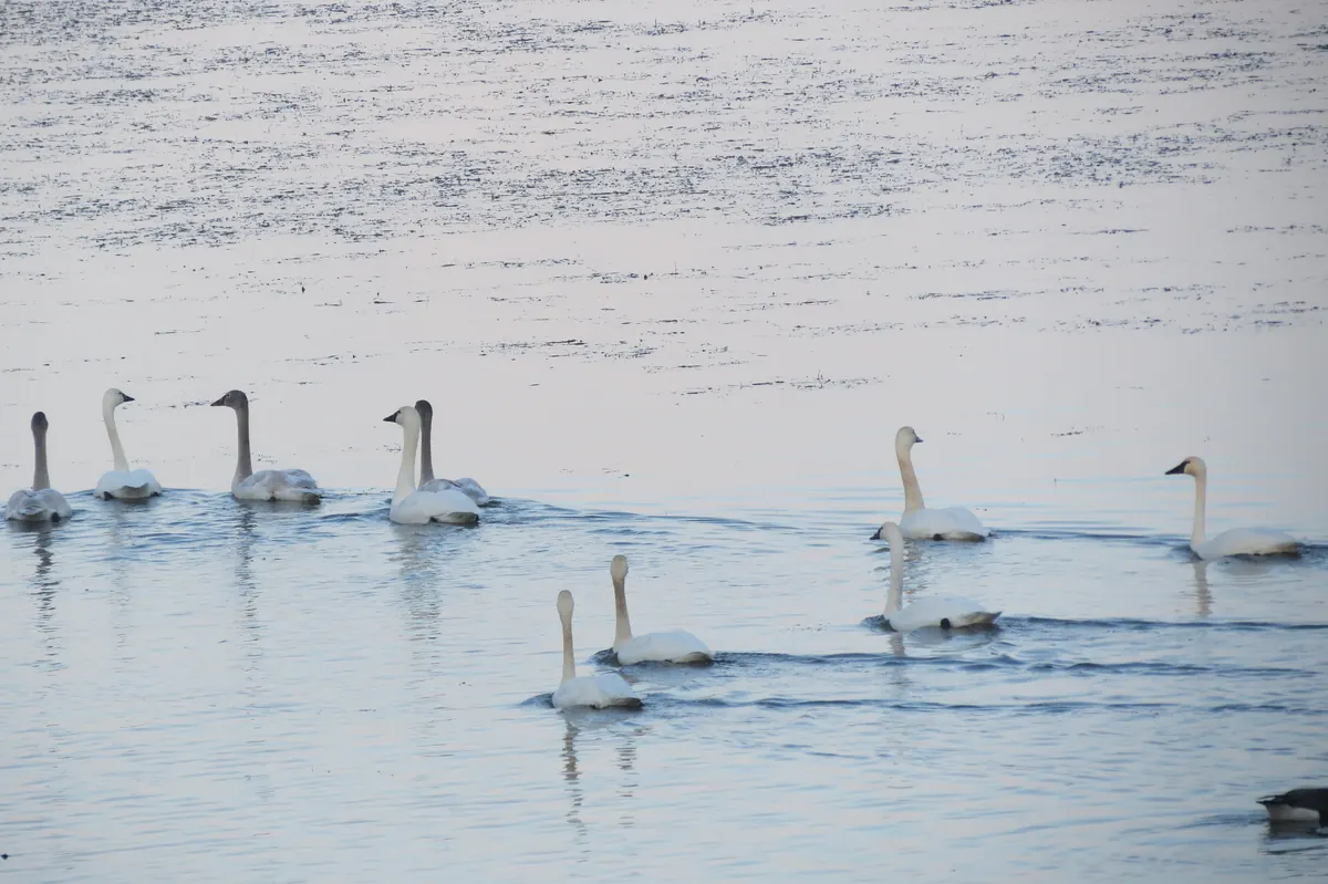 Tundra swans swimming in a loose group on calm, pale water, with a hazy far shore.