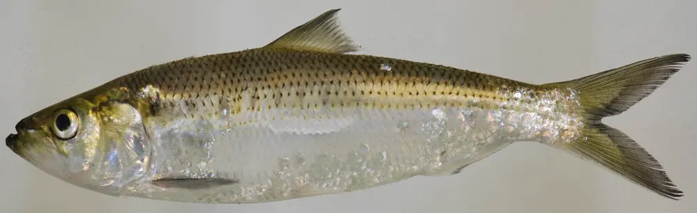 A silvery hickory shad with a greenish-gold back and a dark row of scale lines, photographed from the side against a pale background.