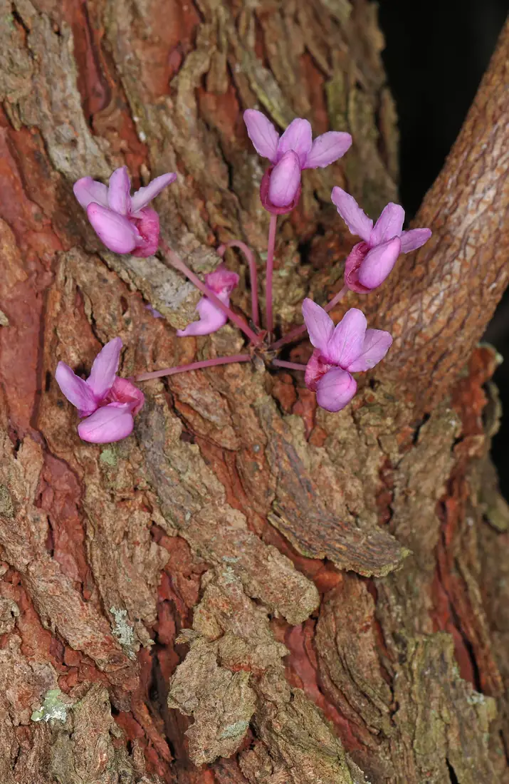 A small cluster of bright pink redbud flowers growing directly out of the rough, reddish bark of a trunk, with no leaves yet.