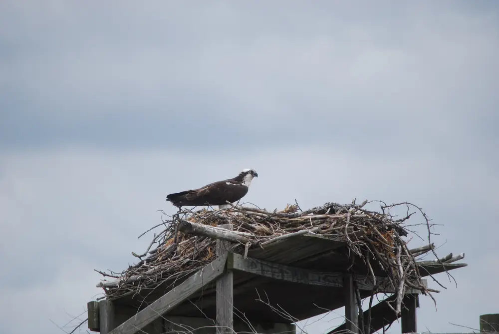 An osprey perched on a large stick nest built on a wooden platform under a gray sky.