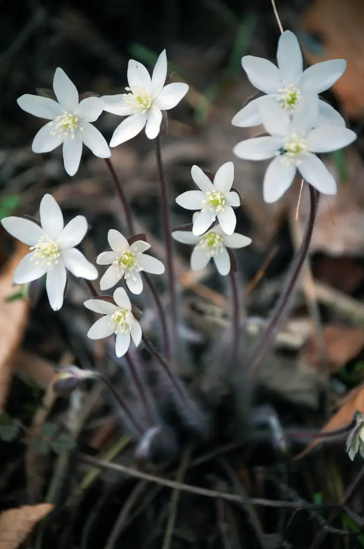 A cluster of white hepatica flowers with yellow-green centers on slender hairy stems above dead leaves.