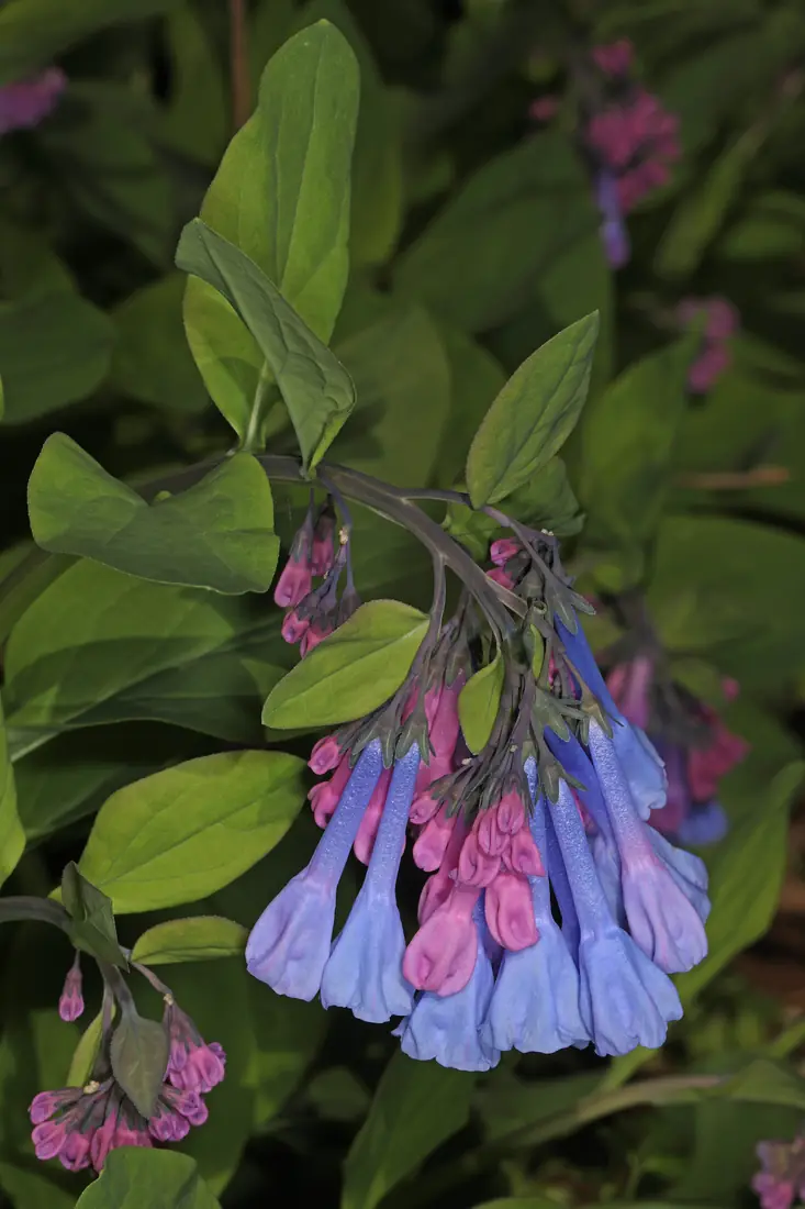 A drooping cluster of pink buds and sky-blue trumpet-shaped Virginia bluebell flowers among green leaves.