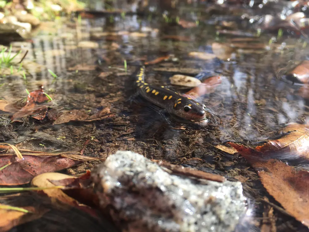 A spotted salamander with rows of yellow spots on its dark back resting in a shallow, leaf-strewn pool of clear water.