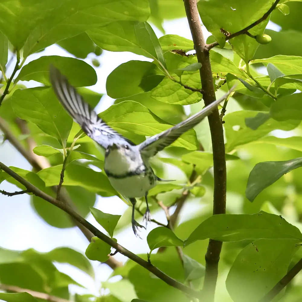 A small sky-blue warbler with a pale throat and streaked sides perched on a branch among green leaves.